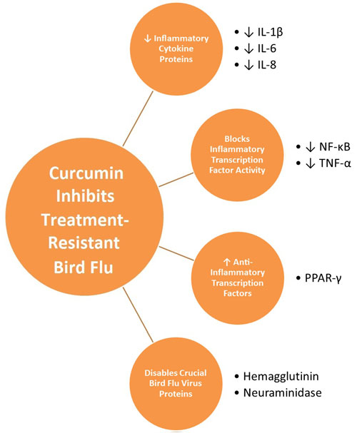 Antiviral Effects Against Bird Flu