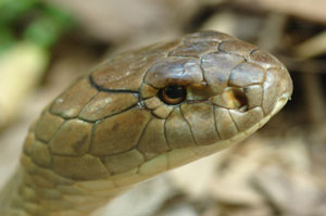 Cobra Snake Anti-venom