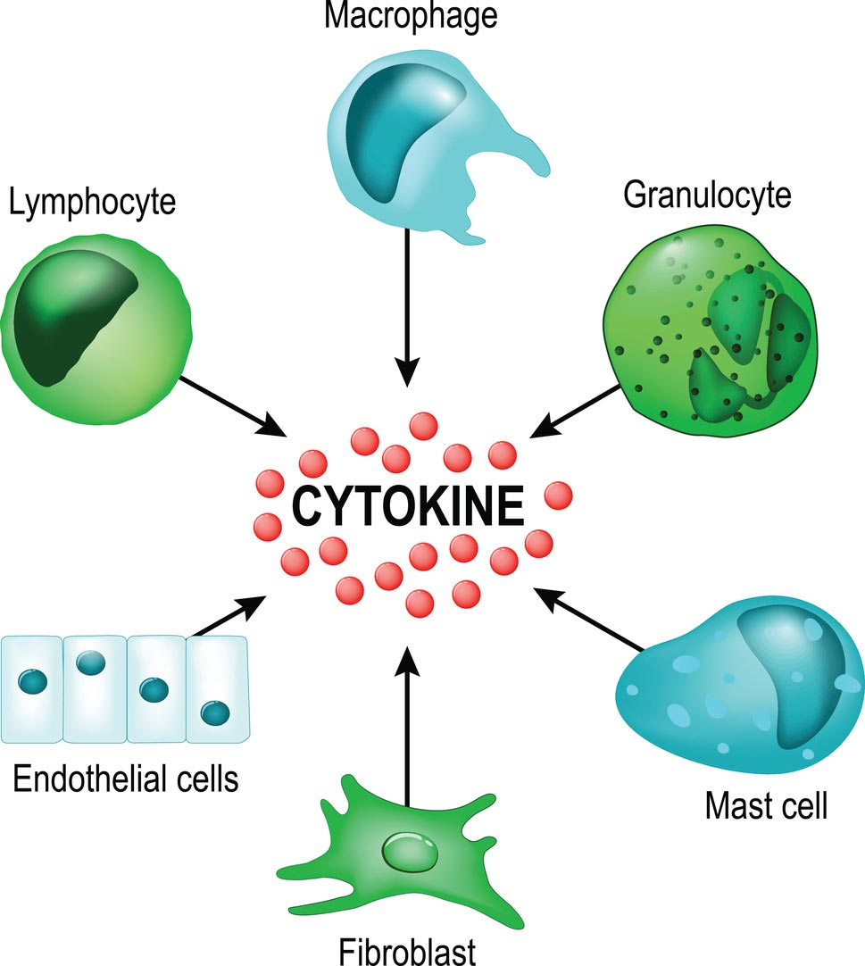 Turmeric and turmeric compounds help regulate cytokines in cells.