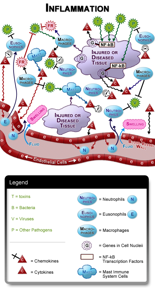 Figure III.1: Inflammation and the Immune System