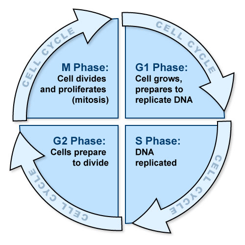 Figure III.4: Cyclin Growth Cycle Proteins