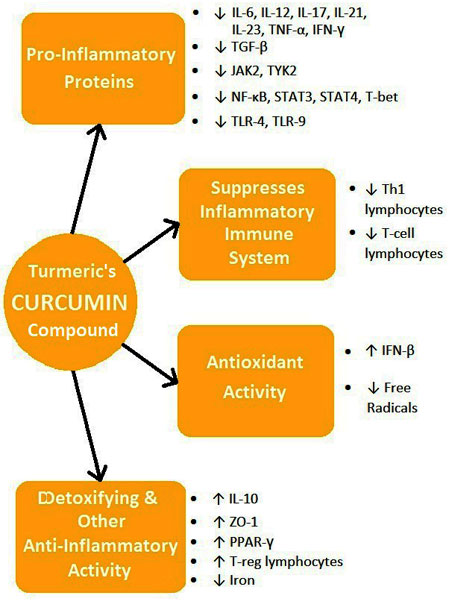 Curcumin's Anti-MS Activity