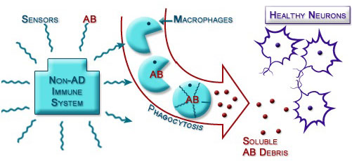 Figure IV.8: Phagocytosis Clears out AΒ Proteins in Brain
