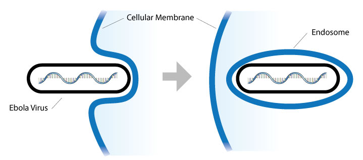 Ebola enters cell, and the cell creates membrane around virus, resulting in an endosome.
