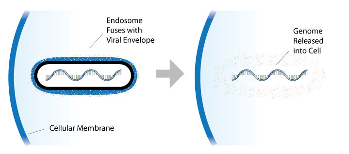 The viral envelope and endosome fuse, releasing the Ebola genome into the cell.
