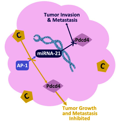 Figure VI.18: Epigenetic Effects of Turmeric's Curcumin Helps Stop Colon Cancer