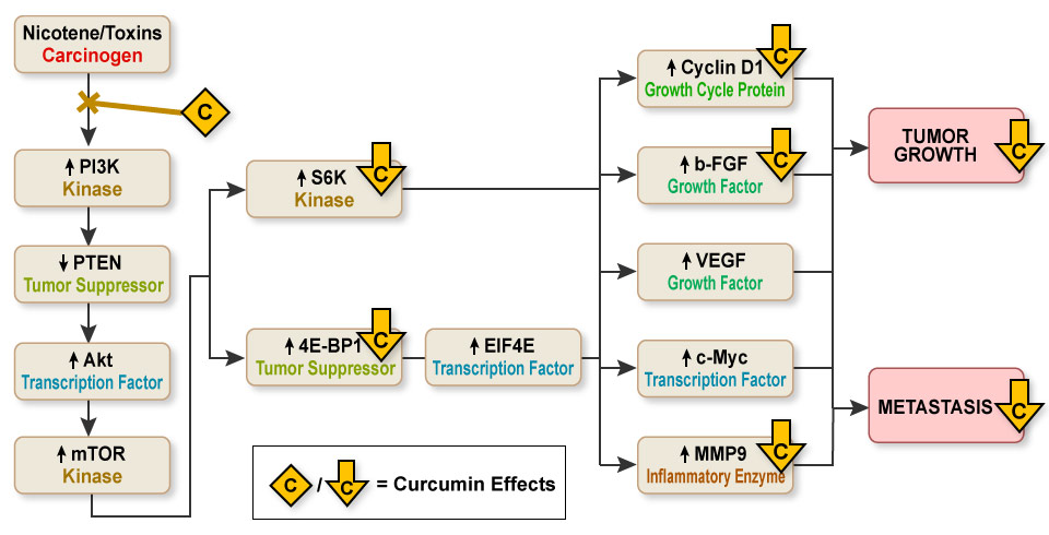 Figure VI.22 - How Turmeric's Curcumin Compounds Stop Head & Neck Cancers