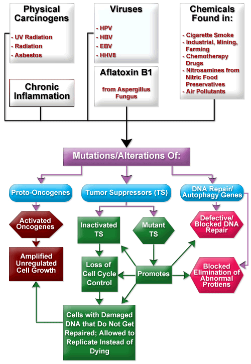 Carcinogenesis-How Does Cancer Start?