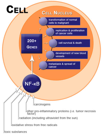 Figure VI.3: Activated & Unregulated NF-κB Promotes Cancer