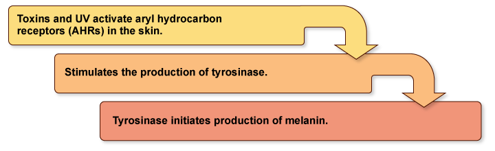 Figure XI.8: Toxic Inducers of Hyperpigmentation
