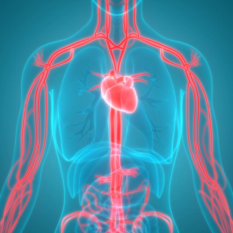 Effects of hypertension and high cholesterol on the cardiovascular system.