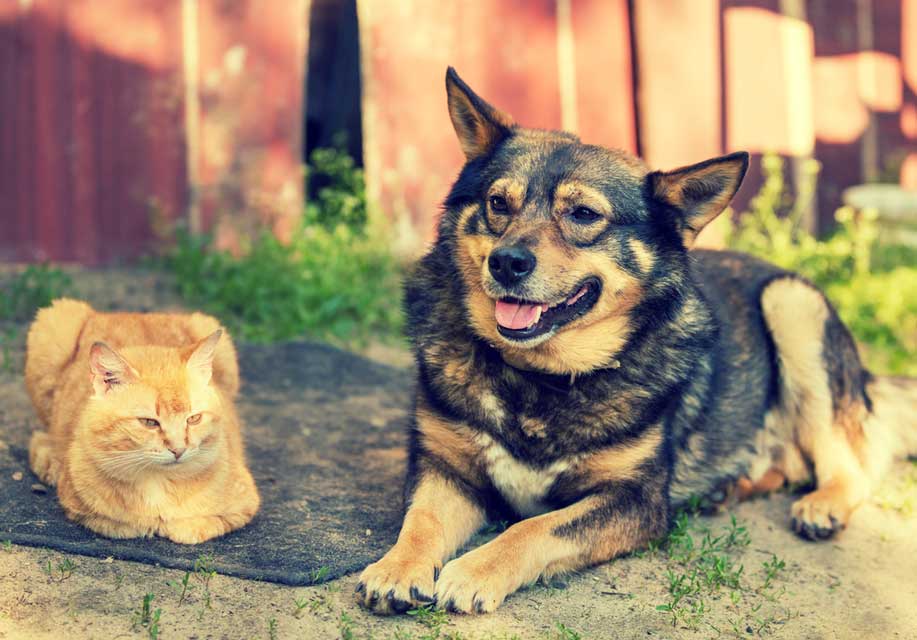 Turmeric for Pets Turmeric is used by integrative veterinarians to treat various conditions in pets.
