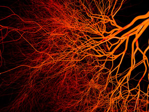 Blood Vessels