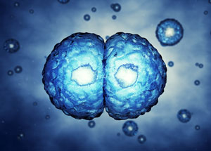 cell division cell division