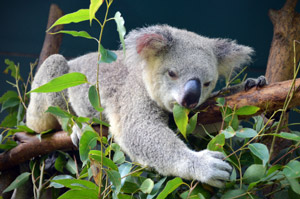 Koala Eating Eucalyptus Cute Koala Eating Eucalyptus