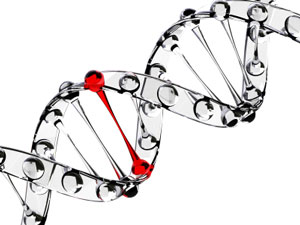 DNA Nucleotide