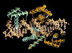 DNA Transcription Factors