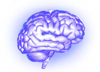 The Brain The Brain