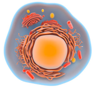 Human Cell Human Cell