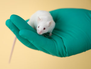 Trouble only in extremely high doses Mouse in doctor glove