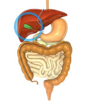 Showing the Gallbladder