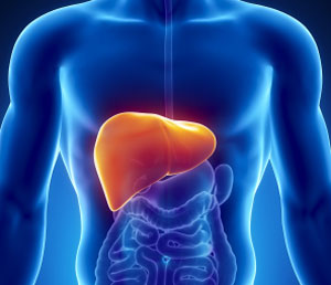 The Liver The Liver
