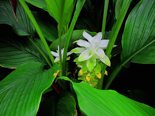 Flowering Turmeric Plant