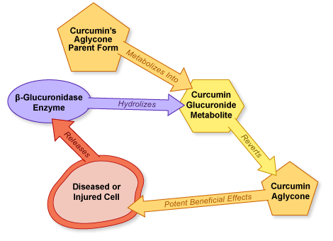 Figure I.2: Damaged Cells May Make Turmeric Compounds More Bioavailable