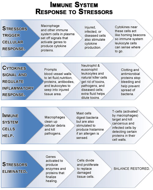 Figure III.2: Acute Immune System Response to Stressors