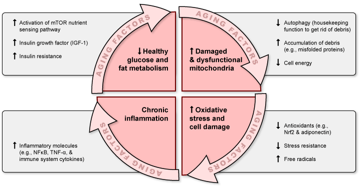 Figure III.4: Pathways to Unhealthy Aging
