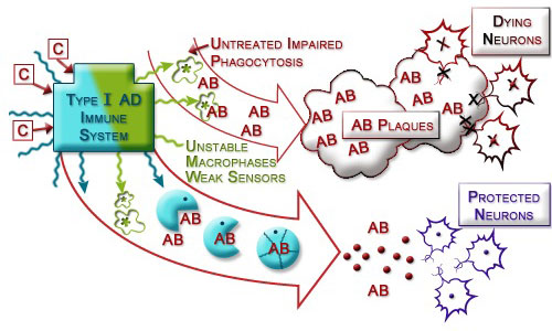 Figure IV.13: Immune-Boosting Effects of Curcumin and Vitamin D3 in Alzheimer's Disease