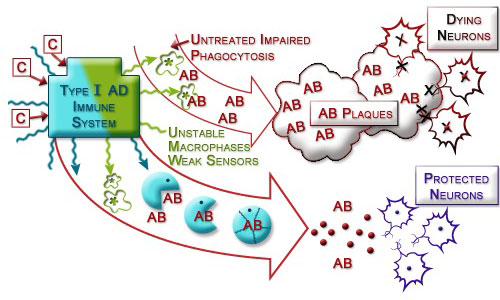 Figure IV.14: Curcumin Boosts Phagocytosis in Alzheimer’s Patients Figure IV.14: Curcumin Boosts Phagocytosis in Alzheimer’s PatientsFigure IV.14: Curcumin Boosts Phagocytosis in Alzheimer’s Patients