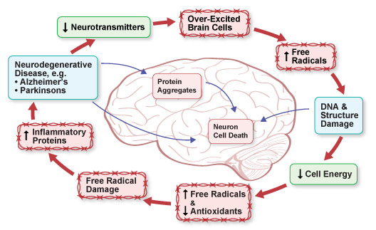 Figure IV.16: Inflammation and Brain Cell Death in Parkinson's Disease