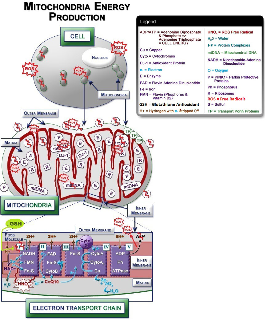 Figure IV.17: Damaged & Dysfunctional Mitochondria Contribute to Parkinson's Disease