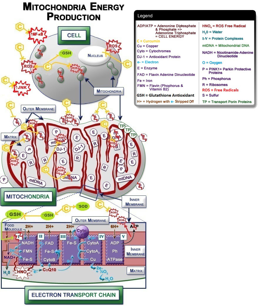 Figure IV.19: Curcumin Protects Against Mitochondria Damage in the Brain