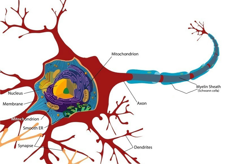 Neuron Neuron