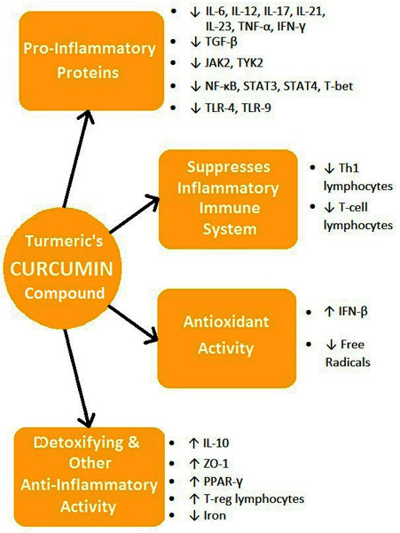 Curcumin's Anti-MS Activity Curcumin's Anti-MS Activity