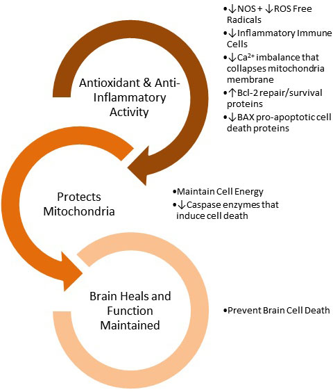 Figure IV.25: How Turmeric Oil Protects Brain Cells After Stroke