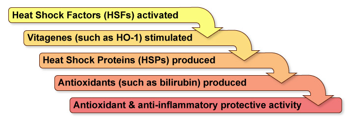 Immune System Response in Brain