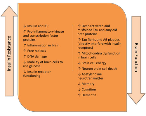 Figure IV.6: Increased Insulin Resistance and Decreased Brain Function