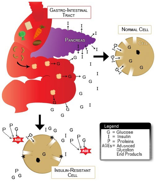 Figure IV.7: Insulin Resistance and AGEs Figure IV.7: Insulin Resistance and AGEs