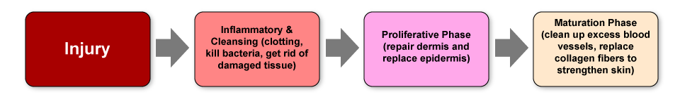 Figure IX.2: Phases of Wound Healing