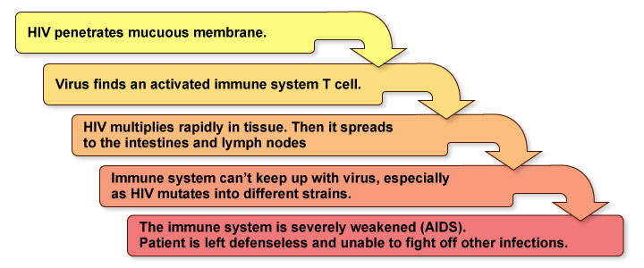 Figure V.2: HIV Turns into AIDS