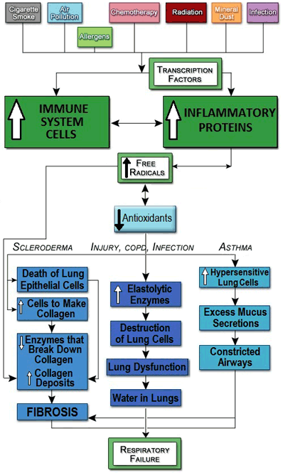Figure V.4: Inflammation and Free Radicals in Various Lung Conditions