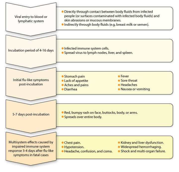 The progressive symptoms of an Ebola infection.