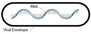 Simplified diagram of Ebola virus structure.