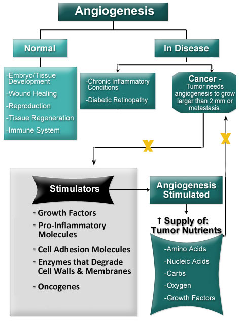 Figure VI.10: Curcumin Compounds in Turmeric Block Angiogenesis