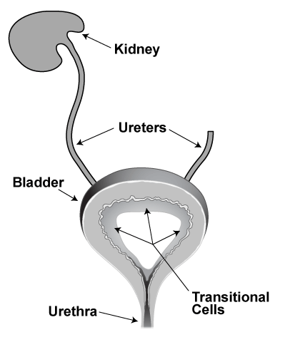 Figure VI.11: The Bladder