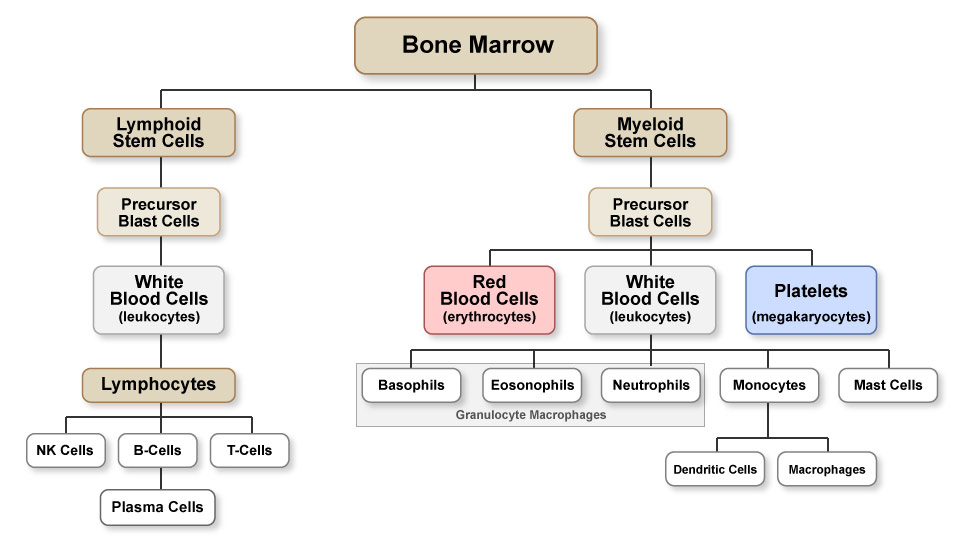 Figure VI.12: Types of Blood Cells and Leukemia