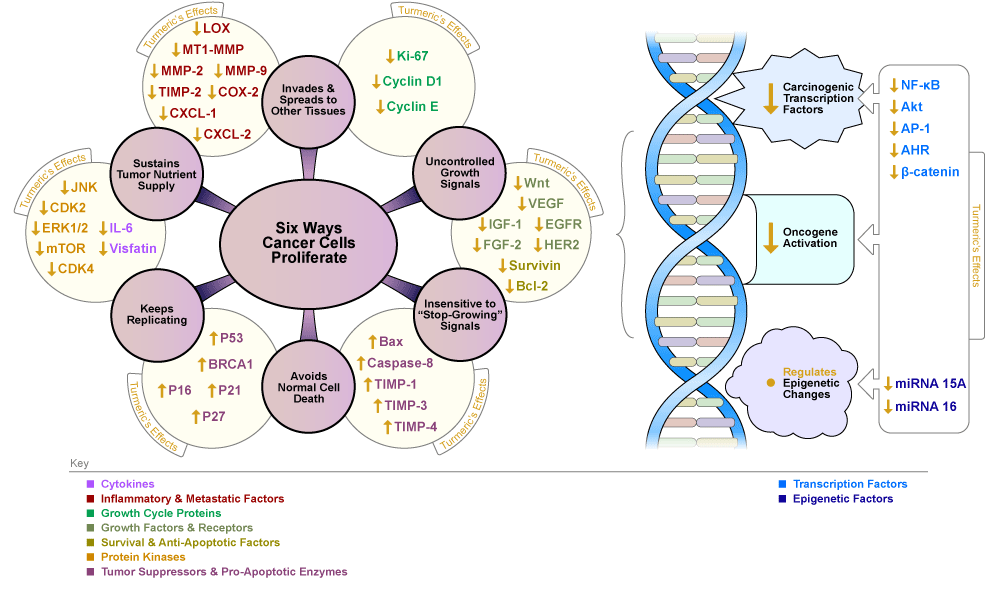 Figure VI.14: Turmeric's Curcumin Compounds Stop Breast Cancer Cells